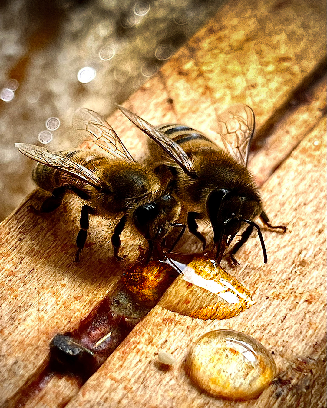 À propos de La Belle Abeille